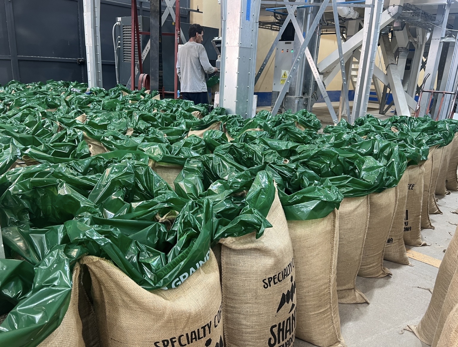 specialty coffee in processing plant